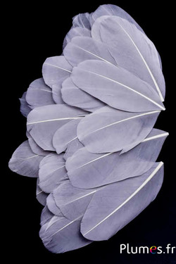 Blütenblätter aus Federn - 6-8 cm x 3-4 cm- grau